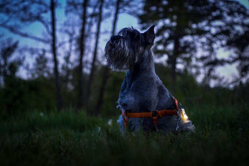 Мультифонарь Armytek Zippy Extended Set (Green Jade)